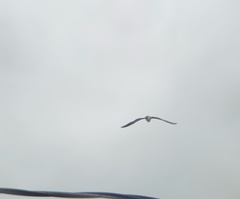 Leucophaeus atricilla