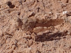 Qualetta maculata