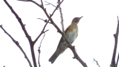 Turdus chrysolaus