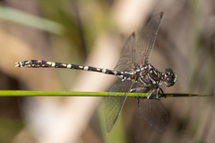 Zephyrogomphus lateralis