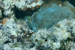 Pycnochromis margaritifer