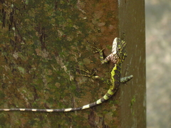 Diploderma polygonatum xanthostomum