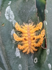 Phobetron hipparchia