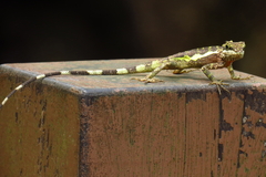 Diploderma polygonatum xanthostomum