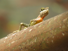 Diploderma polygonatum xanthostomum