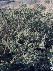 Condalia ericoides