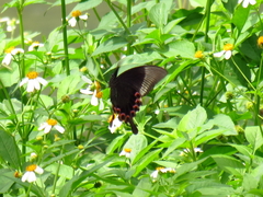 Papilio hermosanus