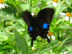 Papilio hermosanus