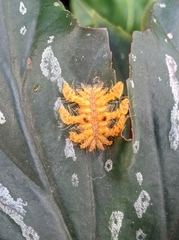 Phobetron hipparchia