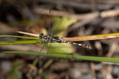Zephyrogomphus lateralis