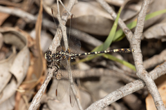 Zephyrogomphus lateralis