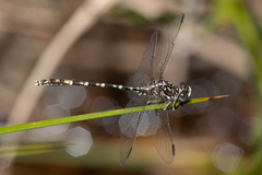 Zephyrogomphus lateralis
