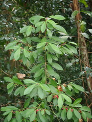 Ardisia squamulosa