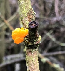 Tremella mesenterica