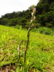 Spiranthes sinensis