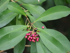 Ardisia squamulosa