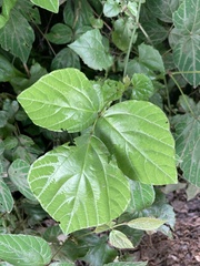 Hylodesmum repandum