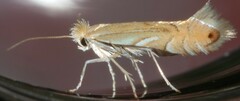 Phyllonorycter quercifoliella