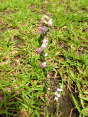 Spiranthes sinensis