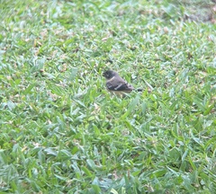 Sporophila morelleti