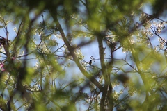 Cynanthus doubledayi