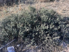 Condalia ericoides