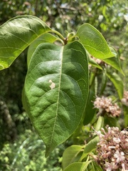 Volkameria glabra