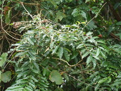 Glochidion philippicum