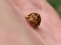 Henosepilachna vigintisexpunctata