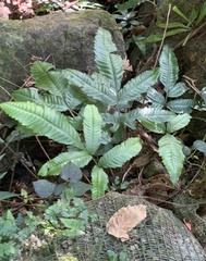 Bolbitis heteroclita