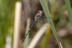Archaeosynthemis leachii