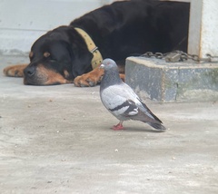 Columba livia domestica