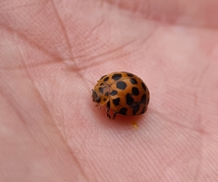 Henosepilachna vigintisexpunctata