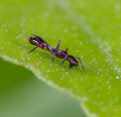 Aeolothripoidea