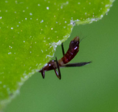 Aeolothripoidea