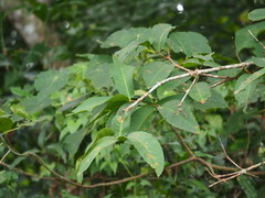 Syzygium samarangense