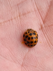 Henosepilachna vigintisexpunctata