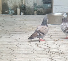 Columba livia domestica