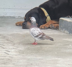 Columba livia domestica