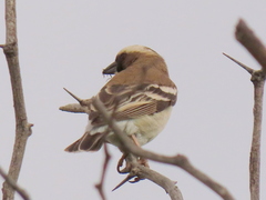 Plocepasser mahali mahali