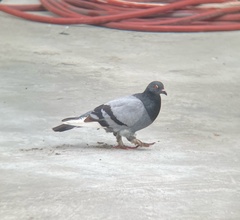 Columba livia domestica