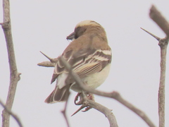 Plocepasser mahali mahali