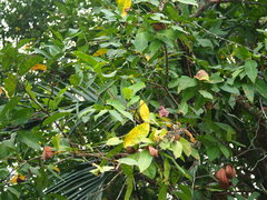 Syzygium samarangense