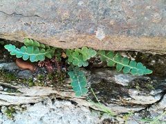 Asplenium ceterach image