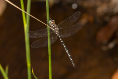 Archaeosynthemis leachii