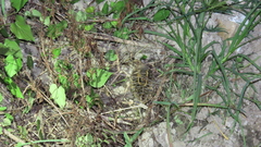 Rostratula benghalensis