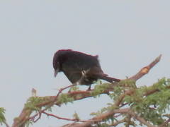 Dicrurus adsimilis apivorus