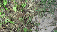 Rostratula benghalensis