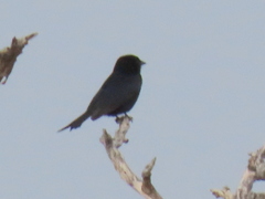 Dicrurus adsimilis apivorus