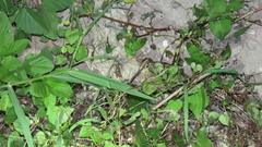 Rostratula benghalensis